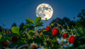 Moon Trekking Luna delle Fragole