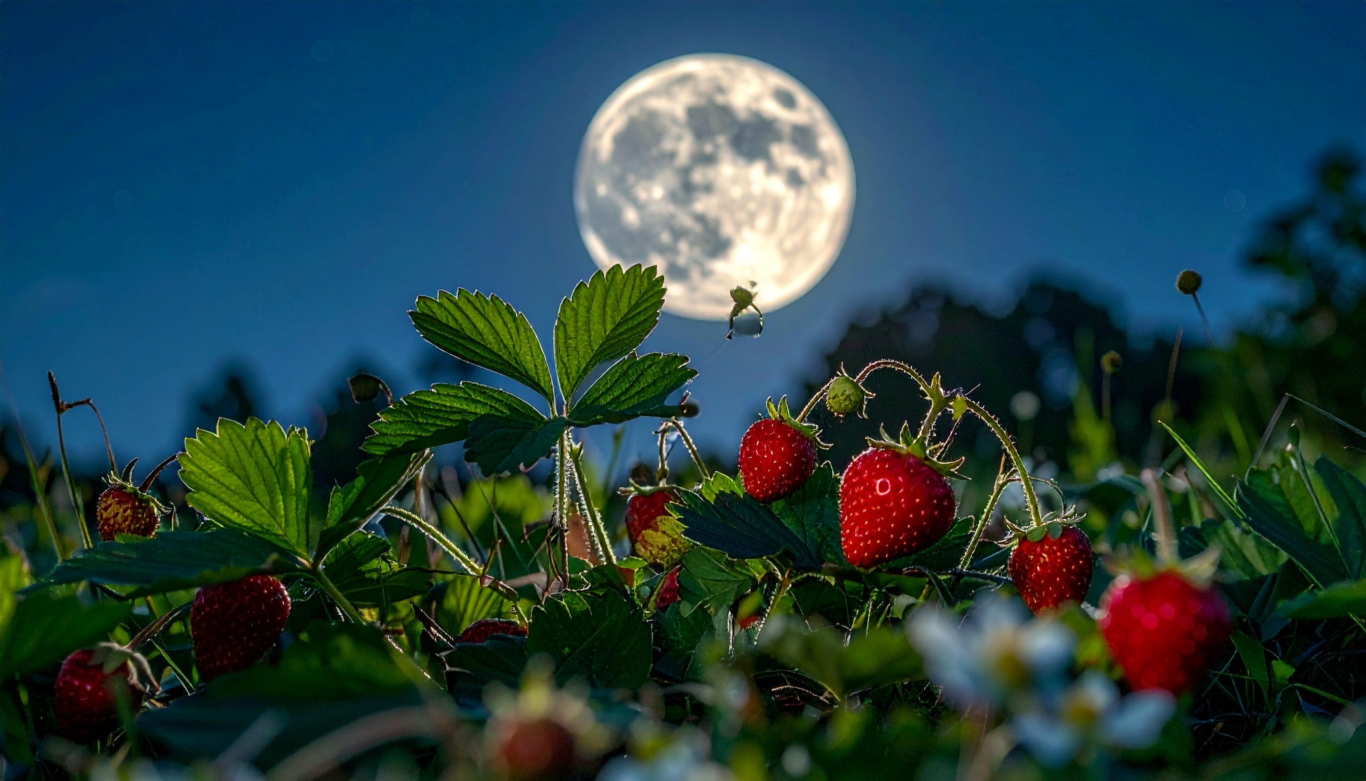 Moon Trekking Luna delle Fragole
